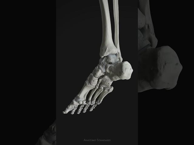 relexation  and contraction of foot 3D animated #anatomy #education #explore #biology