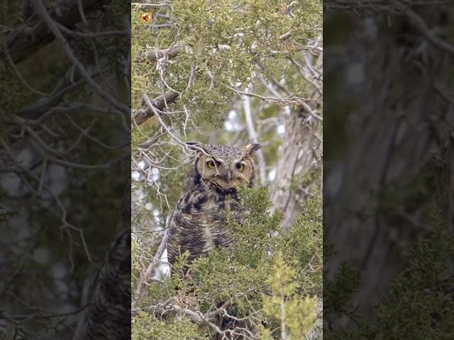 Great Horned Owl Sound (Great Horned Owl Camouflaged In A Bush)