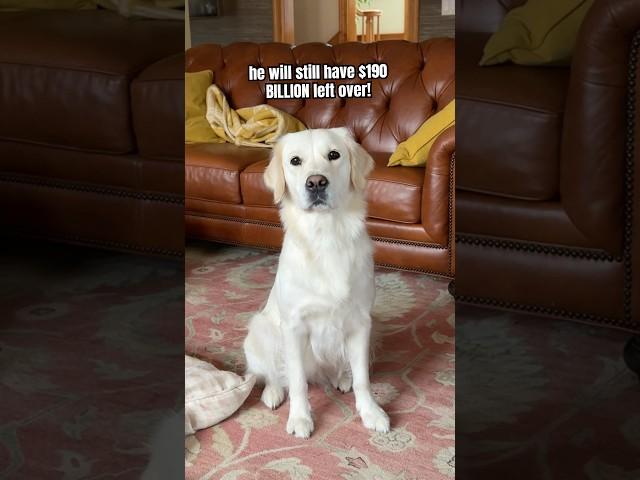 I Think My Dog Solved World Hunger  #funnydog #shorts #puppy
