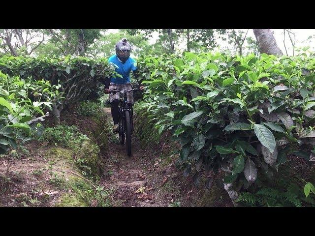 MTB Ride Around Doke Tea Garden