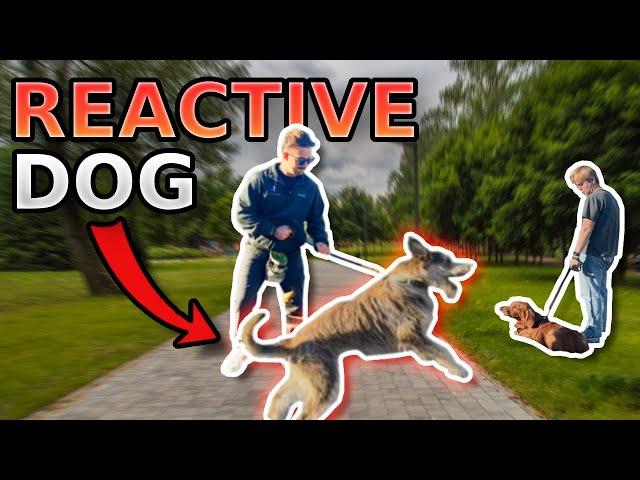 How To ACTUALLY Fix Leash Reactivity