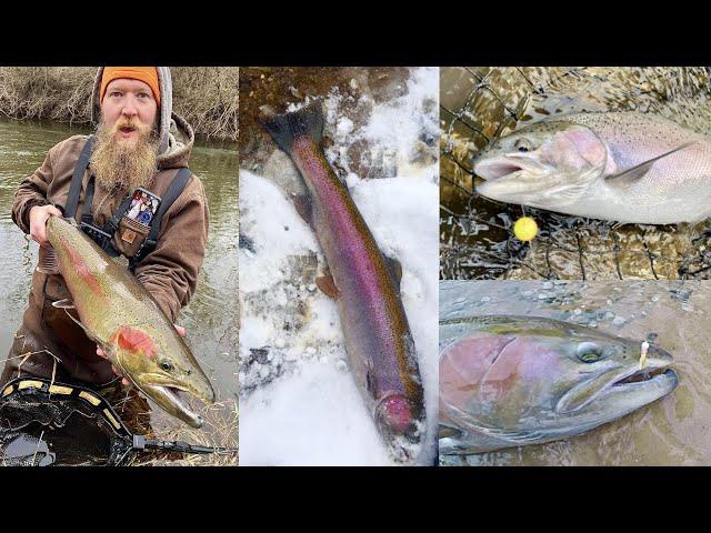 Where When & How To Catch Steelhead In The River / Great Lakes Steelhead Life Cycle & Habits