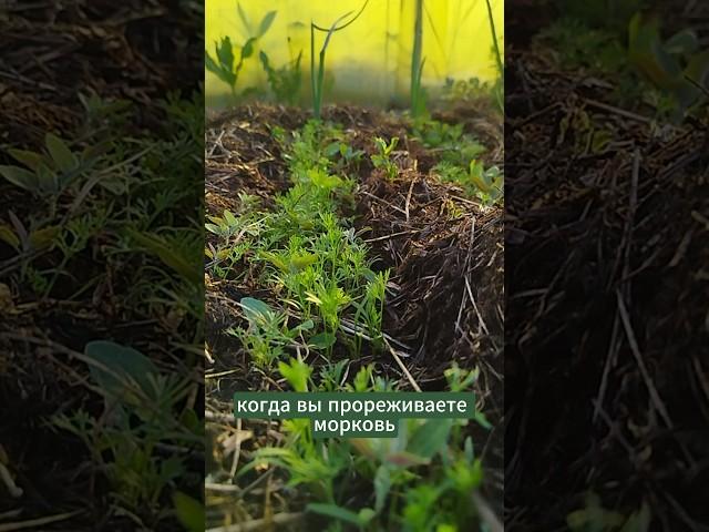 Что не любит морковка