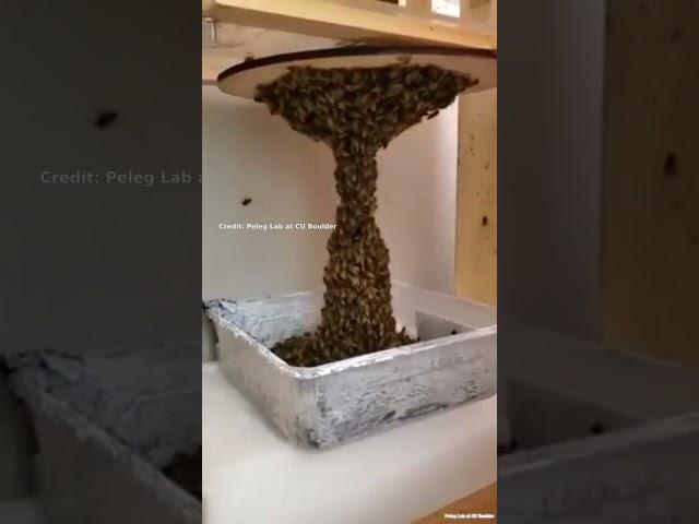 CT Scan of Bees