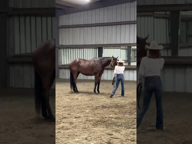 Susan Wendt and Zim Zim showmanship 1 Jan 4th Hartwig Farm