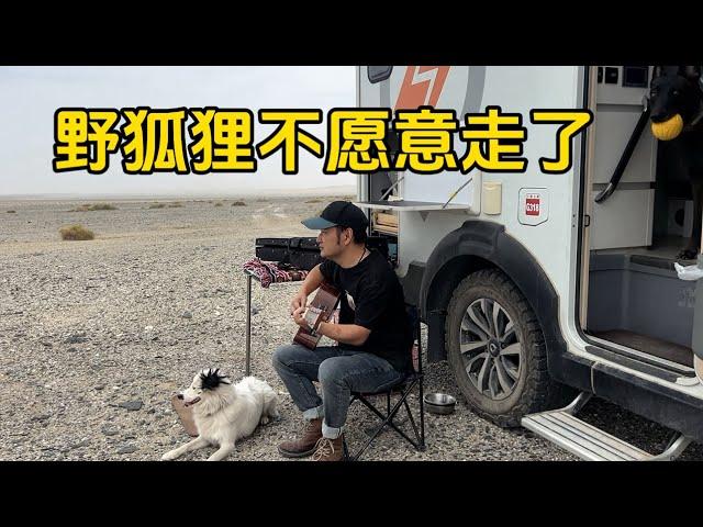 鐵牛旅行記539集/在新疆羅布泊無人區和野狐狸告別，它看著我的車不願意離去#環遊中國 #自驾游 #流浪狗 #艾伦