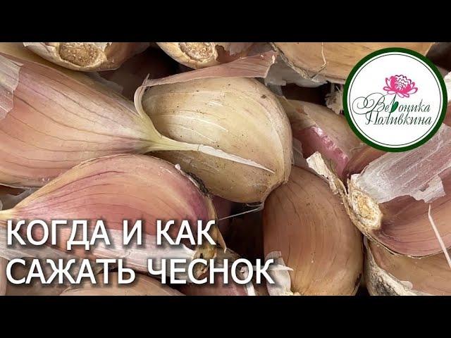 Когда и как сажаем чеснок