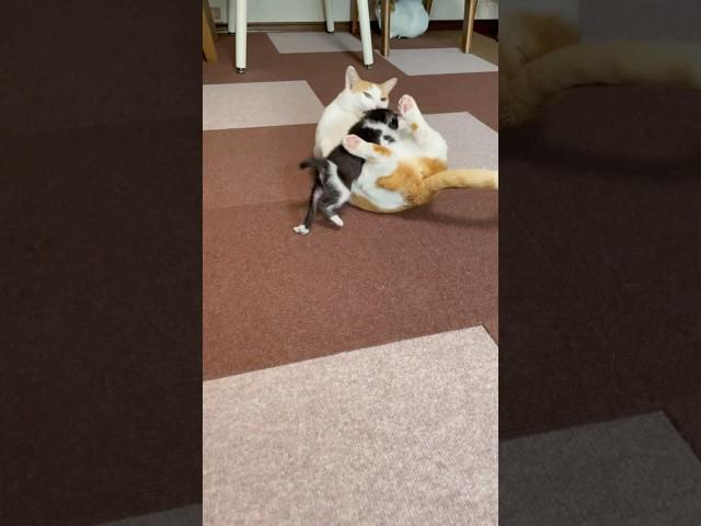 [Cat socialization training] Baby kitty: "Let's play!"