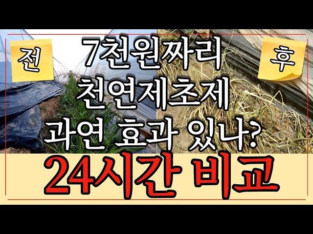 잡초 때문에 스트레스 받으시나요? 7천원짜리 천연 제초제로 행복 하게 잡초제거로 여름 나세요