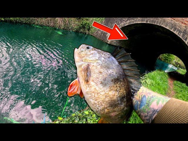 This Bridge Was STACKED With BIG PERCH! Canal Fishing Dream!