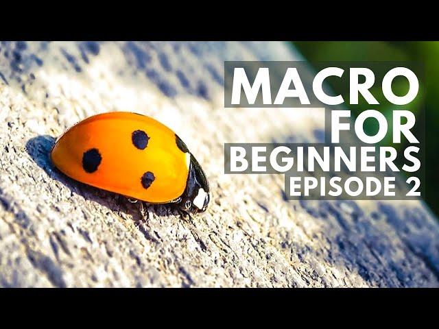 Macro Photography BASICS: Outdoor Macro Photography!