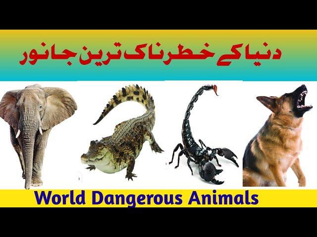 Dangerous Animals Of The World/Most Dangerous Animals/Animals/Junaid Saeed Official