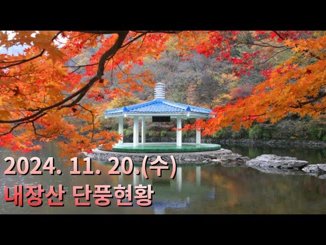 2024.11.20.(수) 내장산 단풍 현황