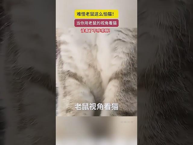 當你用老鼠的視角看貓，難怪老鼠怕貓呢！