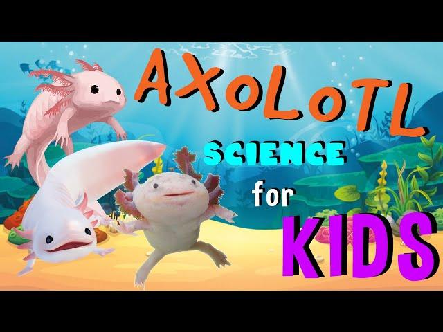 Axolotl | Science for Kids