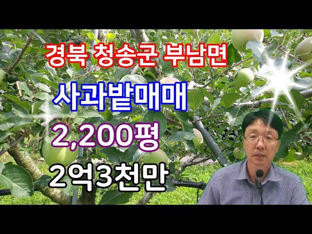 115. 사과밭매매  과수원매매 청송사과 경북사과 청송과수원매매 부남면 사과밭매매 농지매매 경북부동산 사과과수원