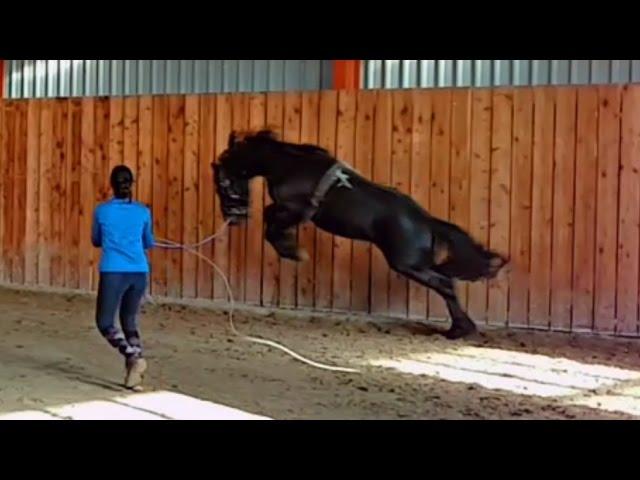 Lunge a stallion for the first time! Friesian Horse.