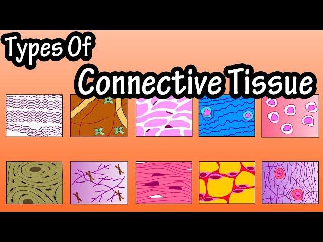 Types Of Connective Tissue - What Is Connective Tissue - Functions Of Connective Tissue