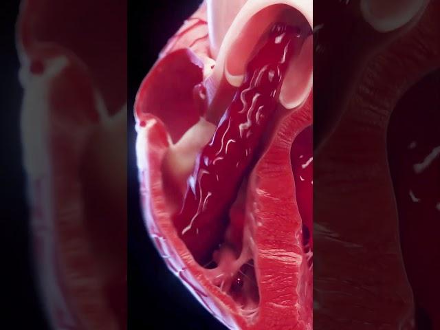 Right Ventricle of the Heart  #anatomy #meded #3dmodel