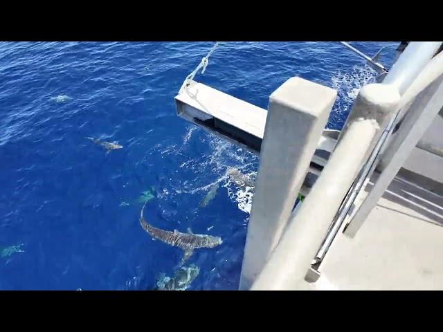 Shark feeding frenzy in the tropical Timor Sea.