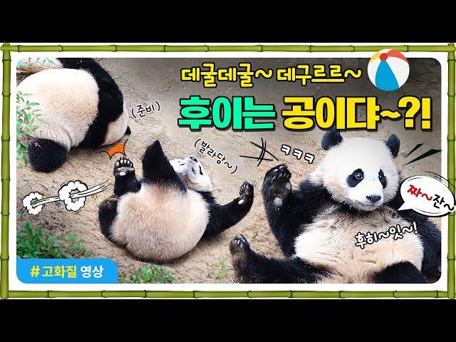 데굴데굴~ 후이는 공이댜~?!  | 장꾸 대장 후이바오  | 루이바오는 부장님 포스  | 남천이 괴롭히지마!! ‍️ #RuiBao #HuiBao #AiBao #LeBao