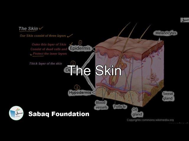 The Skin, General Science Lecture | Sabaq.pk