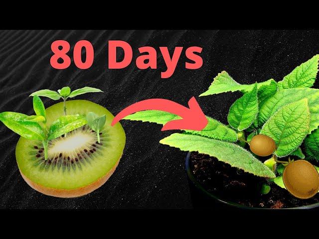 Growing KIWI Plants From Seed Time Lapse - 82 Days Plant Timelapse