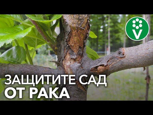 САМАЯ СТРАШНАЯ БОЛЕЗНЬ ПЛОДОВЫХ - РАК. Как определить и как лечить?