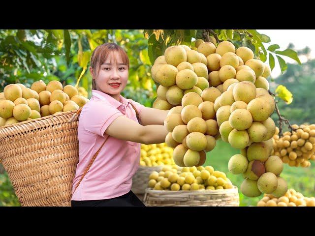 Harvesting Lanzones Bon Bon Fruit Go To The Market Sell | Harvesting Farm Produce