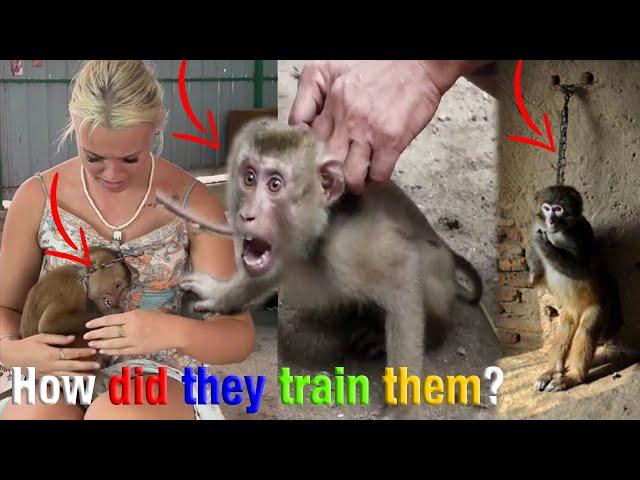 MOKEY'S TRAINING: HOW TO HELP WILD ANIMALS, I NEED TO TALK ABOUT THIS IN THAILAND! :loudly_