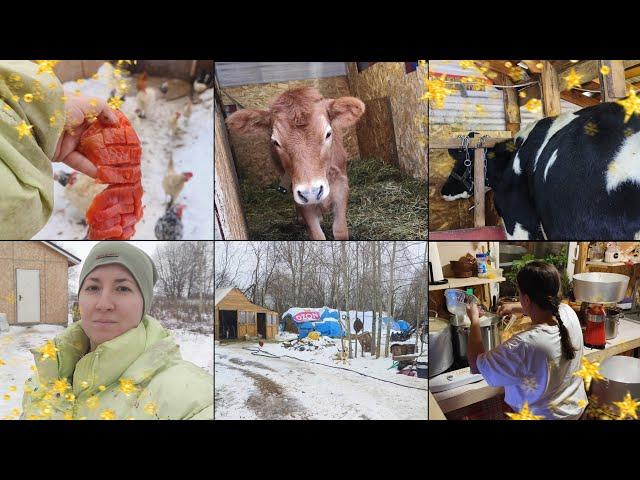 ДЕРЕВЕНСКИЙ ВЛОГ: ДОМАШНИЕ ХЛОПОТЫ 23.12.24