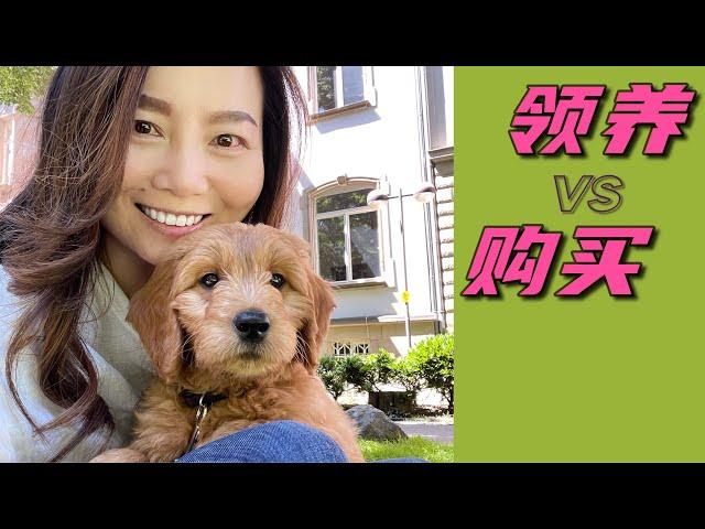 @Our Hunter Goldendoodle｜为什么我没有领养一只狗狗 告诉你三个关于领养狗狗的真实故事｜你确定想养狗狗吗？