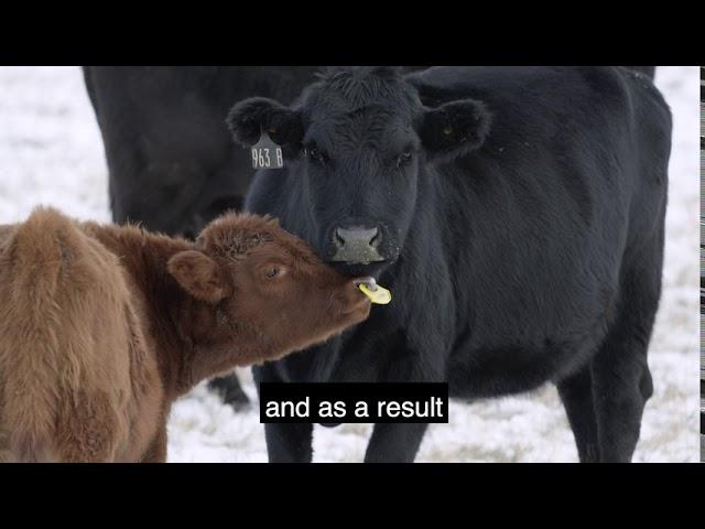 Healthy Calves for Quietwean Users