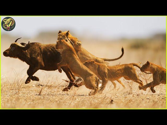 Incredible Predator Attacks: Wild Buffalo Hunted Mercilessly in the Wild | Animal Fighting