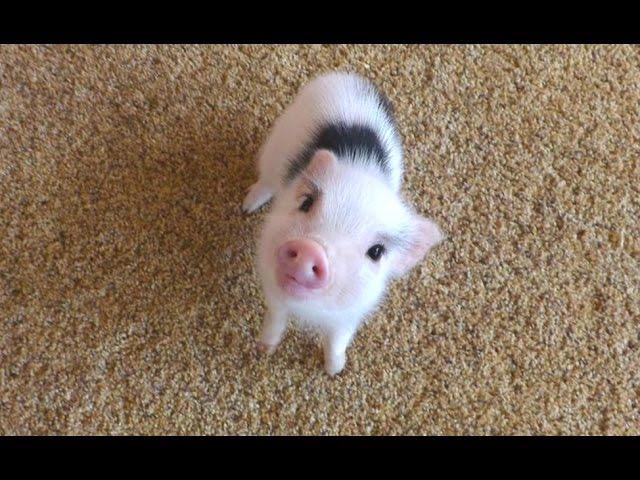 Mini Pig - A Cute Micro Pig Videos Compilation 2016 || NEW HD