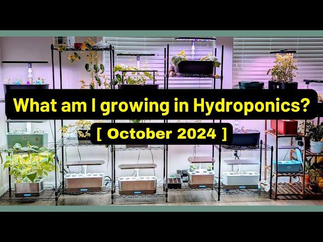 What am I growing | Oct 2024 | Aerogarden iDoo LetPot Spider Farmer AHopeGarden RainPoint Mufga