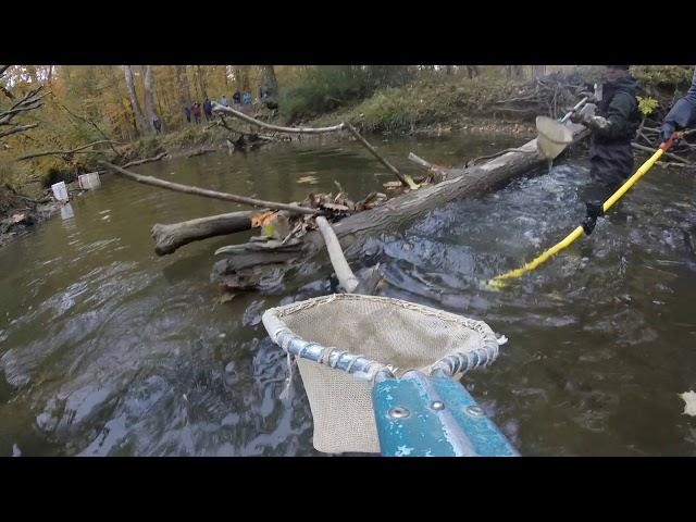 Electrofishing and Macroinvertebrate Sampling Demonstration