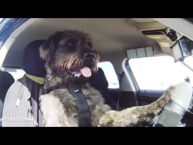 In New Zealand, Dogs Are Being Taught How To Drive Cars (@TheFeedski )