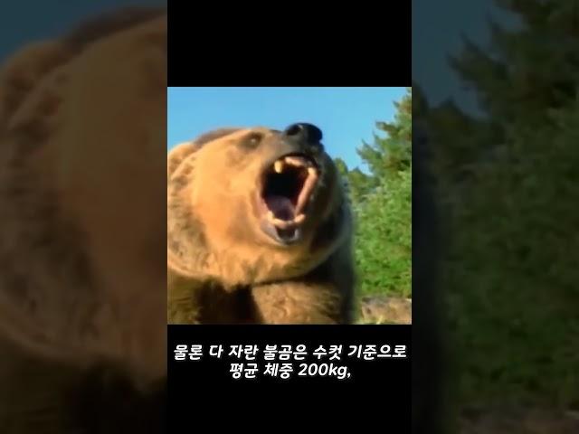 불곰을 단독으로 사냥하는 호랑이