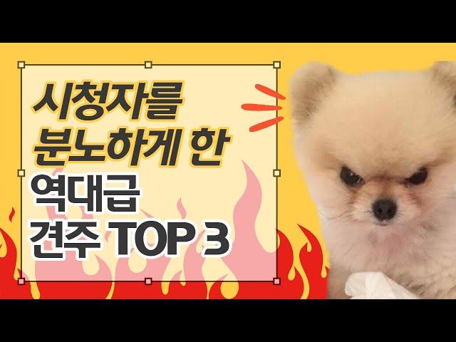 강아지 문제행동 교정 프로그램에 나온 역대급 견주 TOP3