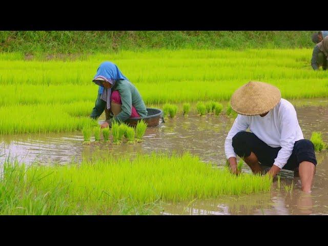 Rice planting and harvesting of vegetables I Cooking food for the farmers I Joseph The Explorer