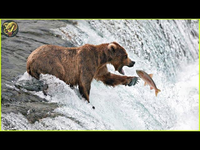 The Life of Bears: A Yearly Journey Through Survival and Splendor | Animal Fighting