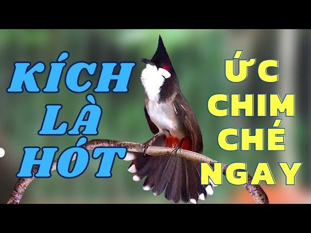 Luyện chào mào hót căng lửa, QUÁ HAY - CHÉ KÍCH BỔI CĂNG ĐÉT, Cách luyện chào mào hót sáng, chao mao