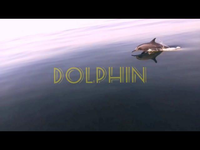 Wild Dolphin of Pakistan│ Arabian Sea │ Sudheer Ahmed