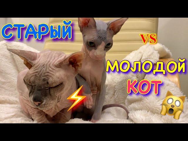 СТАРЫЙ и МОЛОДОЙ КОТ  КТО ПЕРЕПРЫГНЕТ СТЕНУ из БУМАГИ?