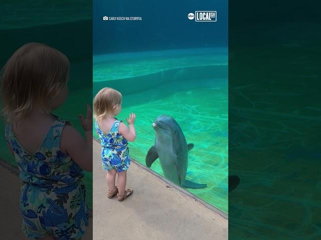 Dolphin befriends little girl