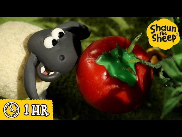 Shaun the Sheep  The Magic Tomato  Full Episodes Compilation [1 hour]