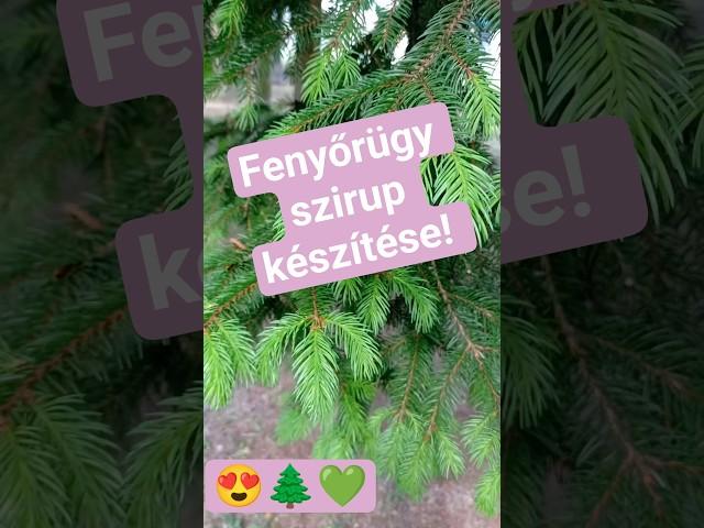 Fenyőrügy szirup készítése otthon #diy #tips #homemade #garden ! #egész