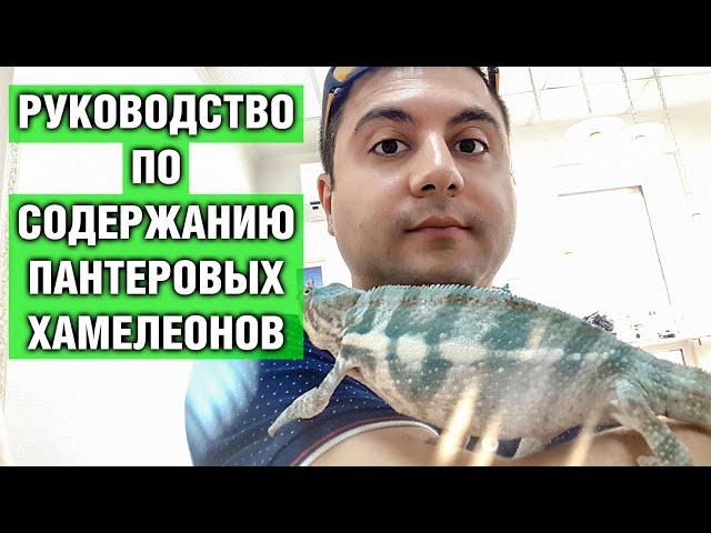 Хамелеон Пантеровый — Подробное руководство по содержанию