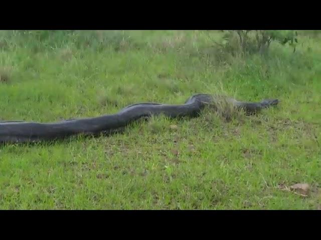 African Rock python spotted by Jason moolman on a farm in Ballito